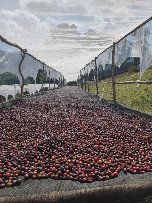 Ethiopian Natural Kokose