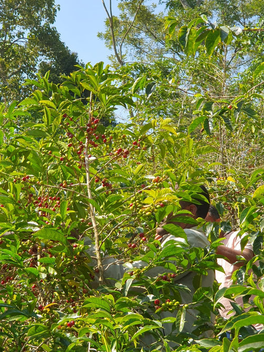 Ethiopian Natural Kokose