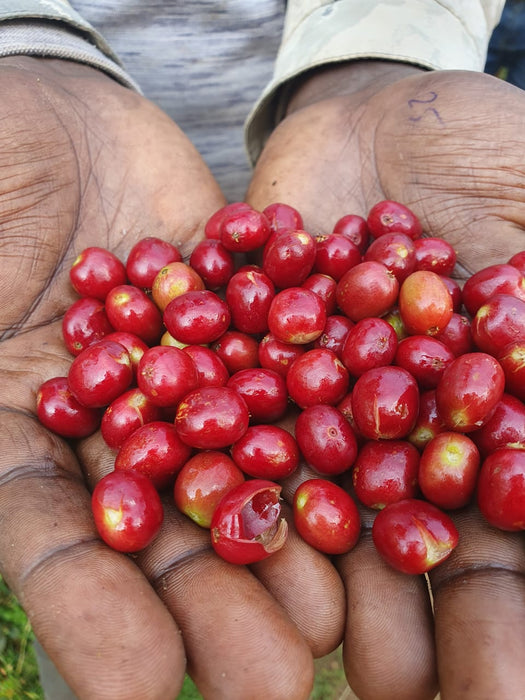 Ethiopian Natural Kokose